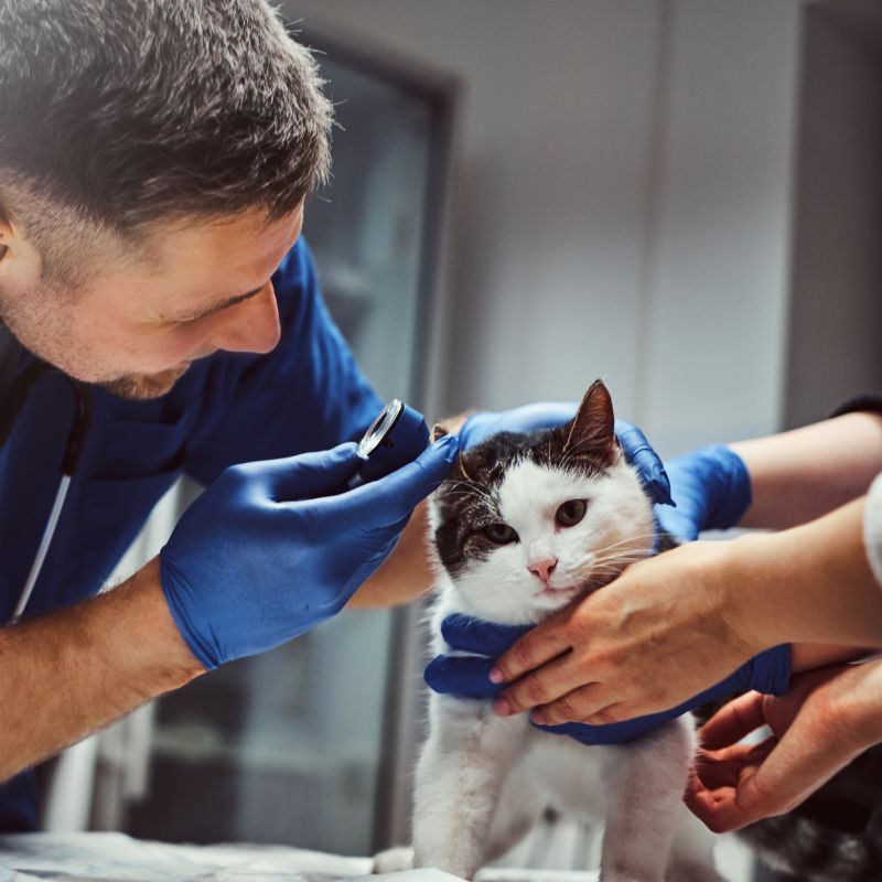 centro veteriano meliana